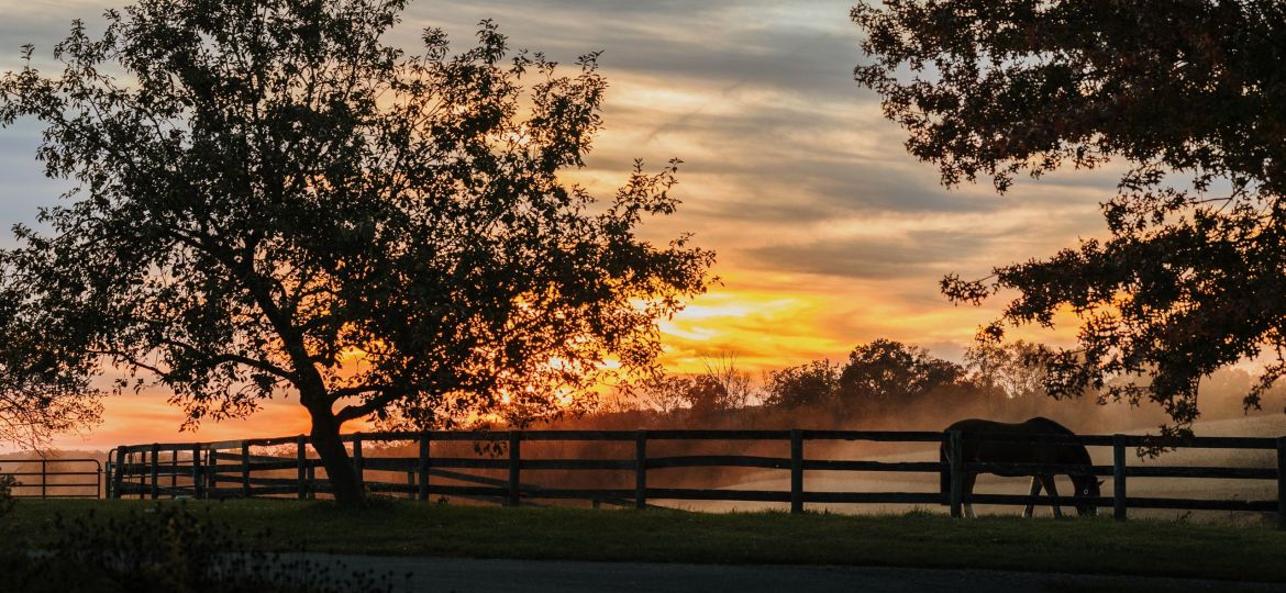 Horse grazes at sundown hereford zone air bnbs
